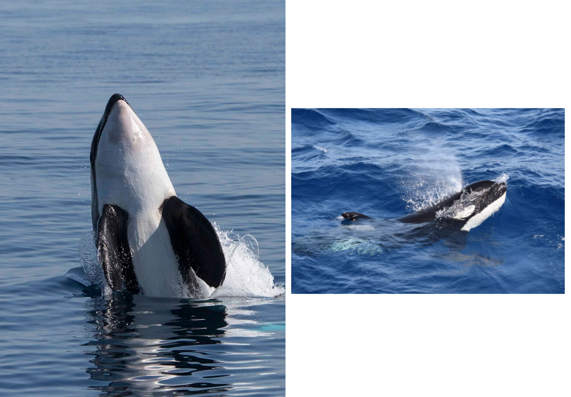 When The Whales Fight Back: The Orca Behavior Sinking Boats | ge-magazine