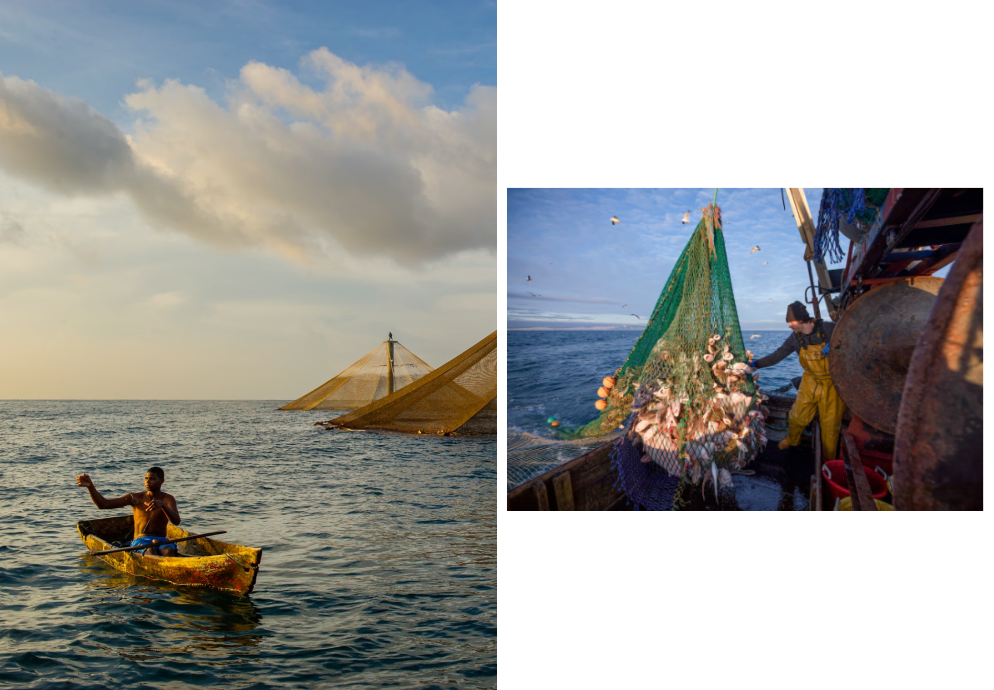 Overfishing: The Global Crisis Devastating Marine Ecosystems | ge-magazine