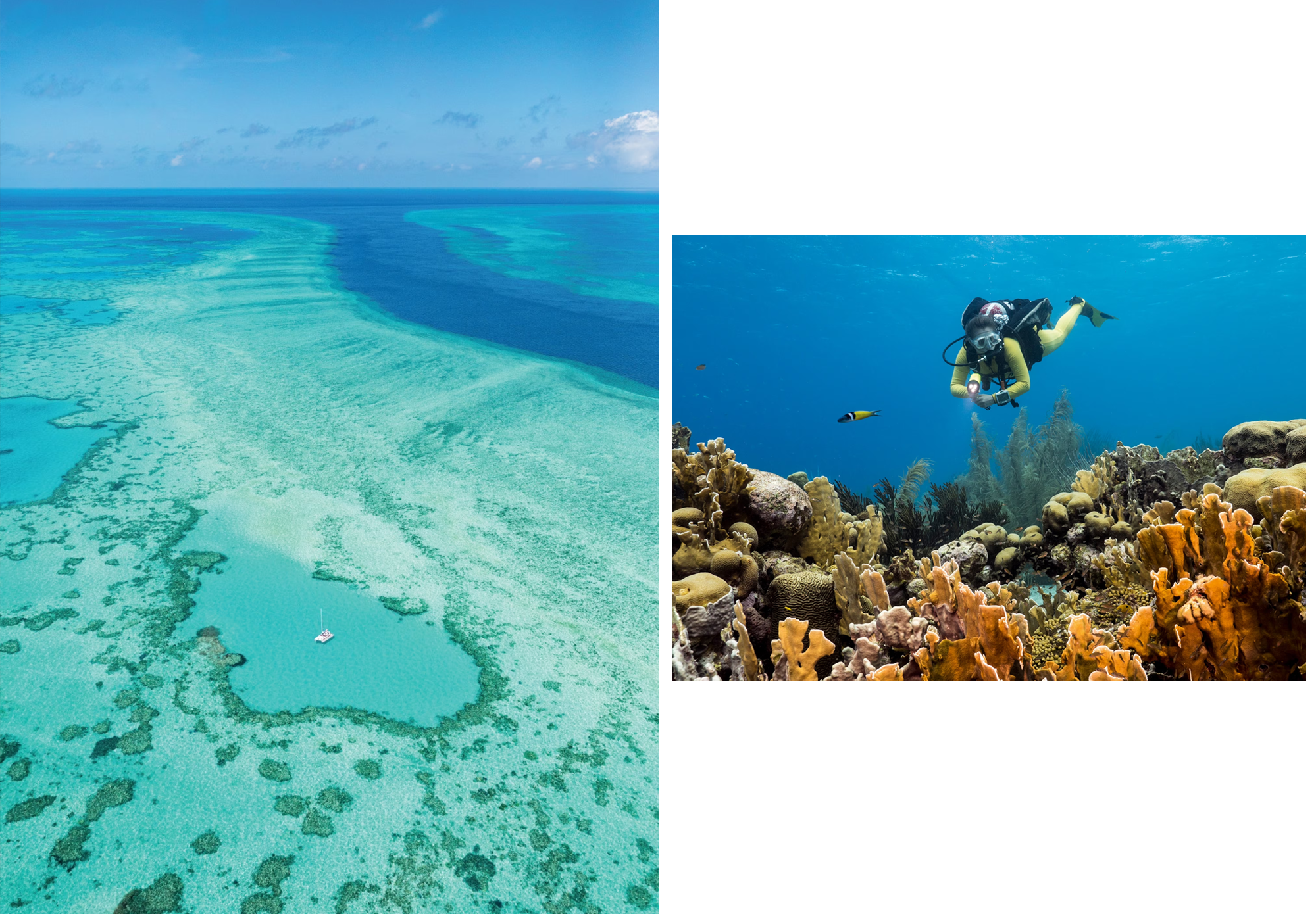 The Reef’s Last Stand: Australia’s Desperate Race To Save The Great ...
